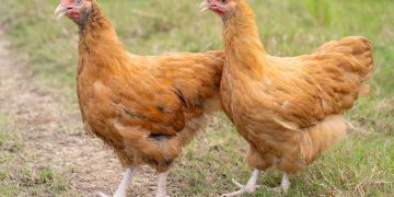 Cum sa cresti gaini Orpington si ce caracteristici are aceasta rasa