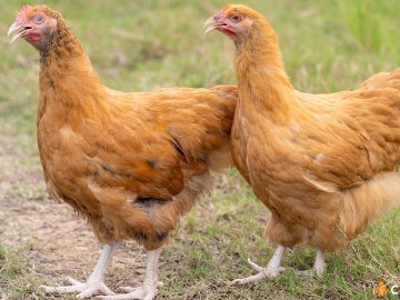 Cum sa cresti gaini Orpington si ce caracteristici are aceasta rasa