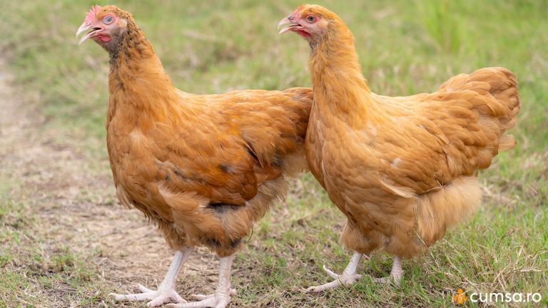 Cum sa cresti gaini Orpington si ce caracteristici are aceasta rasa