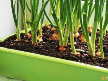 Cum sa cultivi ceapa in ghivece chiar si pe timpul sezonului rece