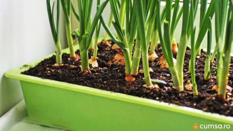 Cum sa cultivi ceapa in ghivece chiar si pe timpul sezonului rece