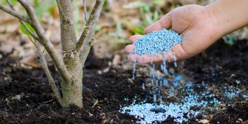 Cum sa faci fertilizarea de toamna a pomilor fructiferi si ce trebuie sa contina