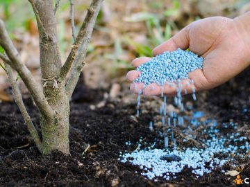 Cum sa faci fertilizarea de toamna a pomilor fructiferi si ce trebuie sa contina