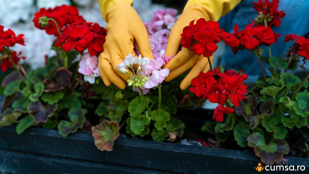 Cum sa fertilizezi florile toamna