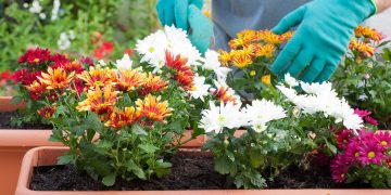 Cum sa fertilizezi florile toamna pentru a inflori abundent