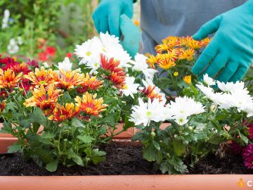 Cum sa fertilizezi florile toamna pentru a inflori abundent