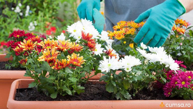Cum sa fertilizezi florile toamna pentru a inflori abundent