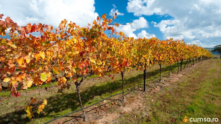 Cum sa ingrijesti vita de vie toamna dupa ce ai cules strugurii, tratamente necesare