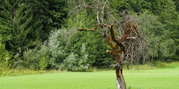 Cum sa iti dai seama daca un copac este uscat. 5 semne care te anunta acest lucru!