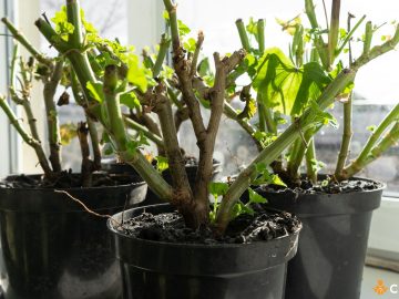 Cum sa pastrezi muscatele peste iarna. 5 greseli de evitat!