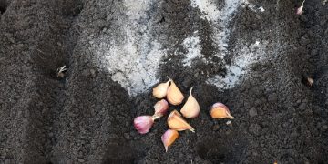 Cum sa pregatesti pamantul pentru cultivarea usturoiului. 5 lucrari necesare