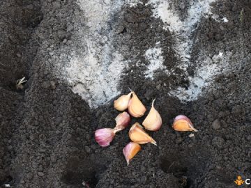 Cum sa pregatesti pamantul pentru cultivarea usturoiului. 5 lucrari necesare