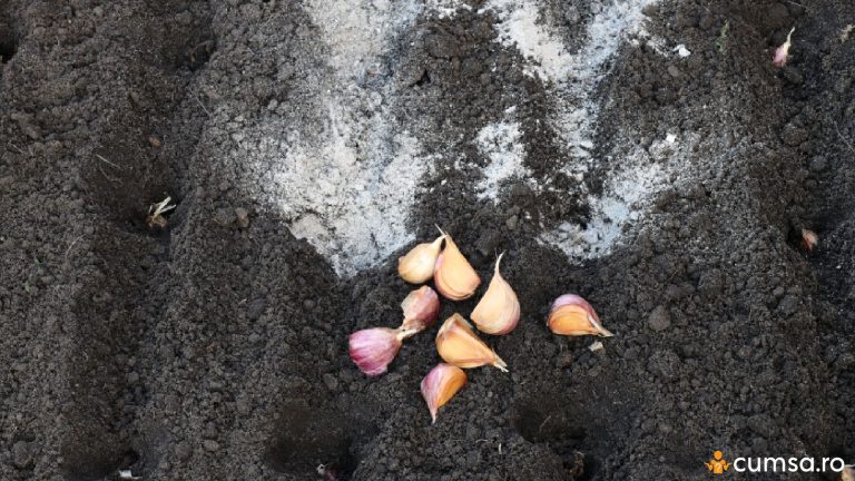 Cum sa pregatesti pamantul pentru cultivarea usturoiului. 5 lucrari necesare