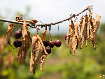 Cum sa previi aparitia moniliozei la samburoase. Tratamente de toamna