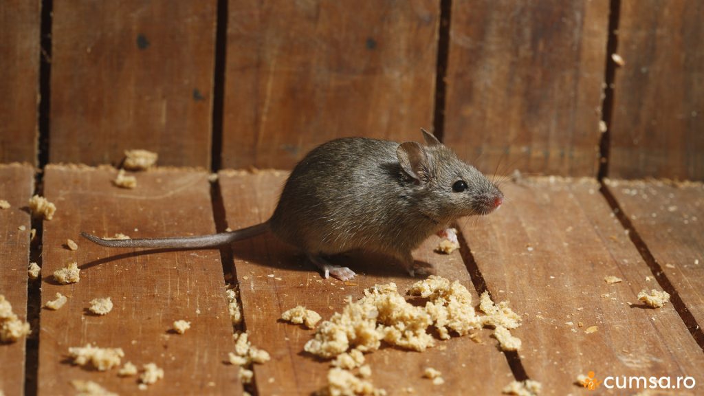 Cum sa scapi de soarecii din casa