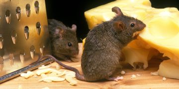 Cum sa scapi de soarecii din casa. Ingredientul natural care ii tine la distanta!