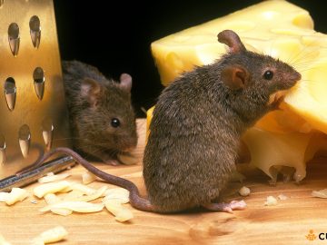 Cum sa scapi de soarecii din casa. Ingredientul natural care ii tine la distanta!