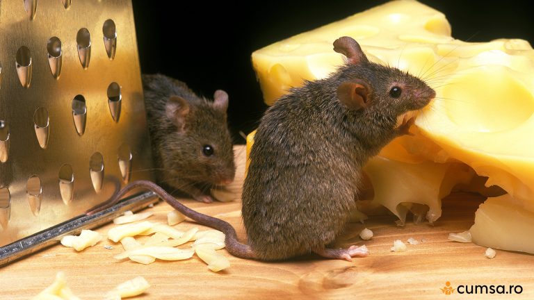 Cum sa scapi de soarecii din casa. Ingredientul natural care ii tine la distanta!