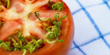 De ce incoltesc semintele in tomate. Cum sa previi acest fenomen si care sunt cauzele