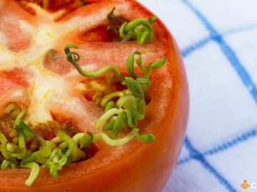 De ce incoltesc semintele in tomate. Cum sa previi acest fenomen si care sunt cauzele