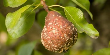 De ce trebuie sa culegi fructele mumificate si cum sa mentii pomii fructiferi sanatosi