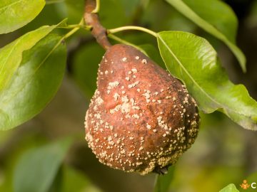 De ce trebuie sa culegi fructele mumificate si cum sa mentii pomii fructiferi sanatosi