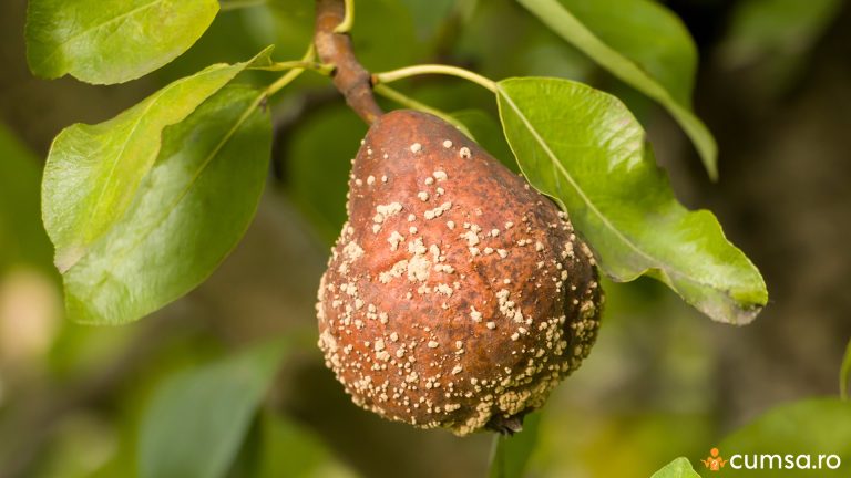 De ce trebuie sa culegi fructele mumificate si cum sa mentii pomii fructiferi sanatosi