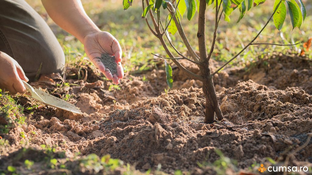 Fertilizarea de toamna a pomilor fructiferi