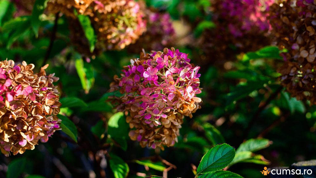 Flori de hortensie uscate