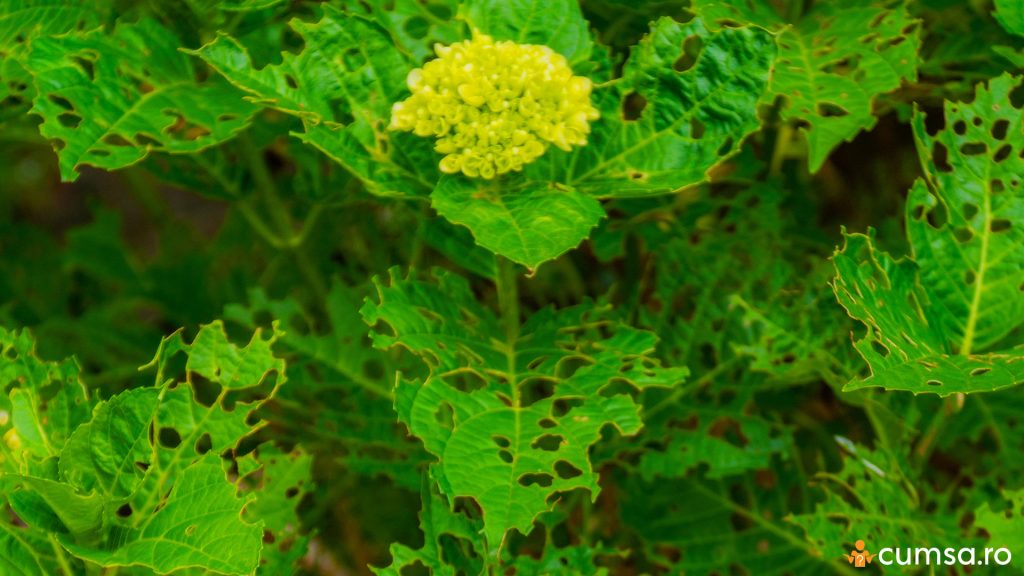 Gauri pe frunzele de la hortensie