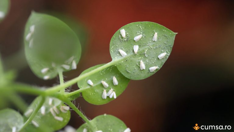Musculite albe pe plantele de apartament. Cum sa scapi de acestea si ce solutie sa folosesti