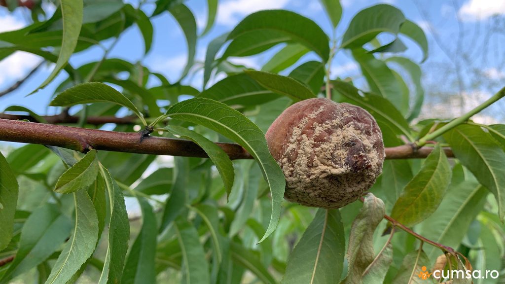 Piersica putrezita