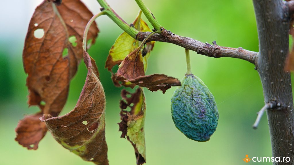 Pruna mumificata