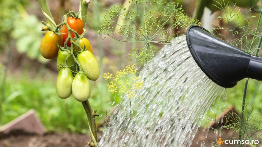Udarea tomatelor in gradina