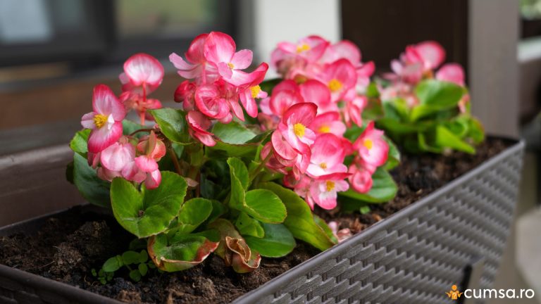 Cand se baga begoniile in casa si cum sa le ingrijesti pe perioada iernii