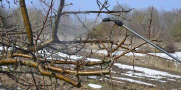 Cat ulei horticol se pune la 10 litri de apa. Cum sa aplici tratamentele la pomii fructiferi si in ce perioada