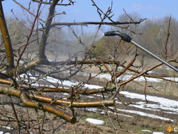 Cat ulei horticol se pune la 10 litri de apa. Cum sa aplici tratamentele la pomii fructiferi si in ce perioada