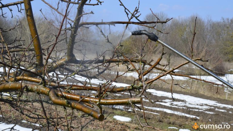 Cat ulei horticol se pune la 10 litri de apa. Cum sa aplici tratamentele la pomii fructiferi si in ce perioada