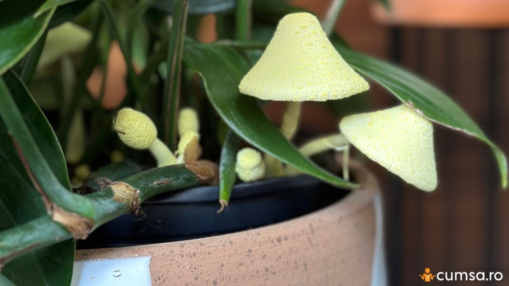 Cum sa previi aparitia ciupercilor in ghivecele cu flori