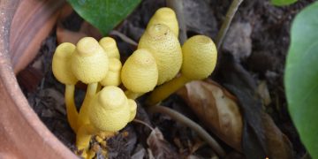 Cum sa previi aparitia ciupercilor in ghivecele cu flori si care sunt cauzele