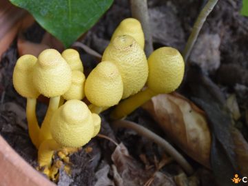 Cum sa previi aparitia ciupercilor in ghivecele cu flori si care sunt cauzele