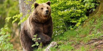 Cum sa procedezi daca ursul a intrat in curtea ta si ce ar trebui sa faci