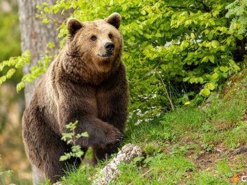 Cum sa procedezi daca ursul a intrat in curtea ta si ce ar trebui sa faci