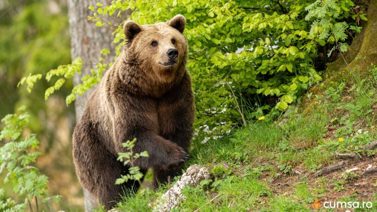 Cum sa procedezi daca ursul a intrat in curtea ta si ce ar trebui sa faci