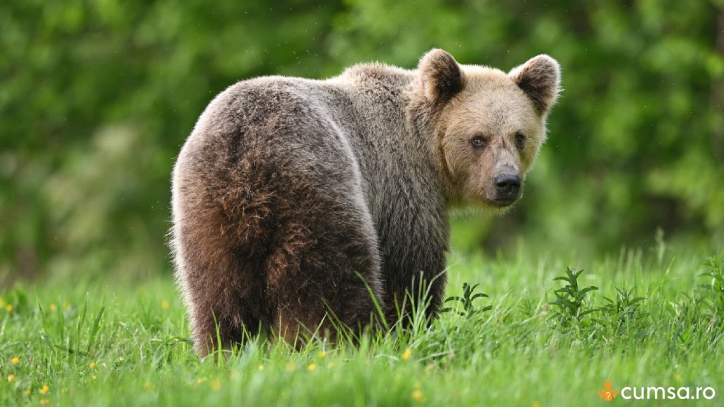 Cum sa procedezi daca ursul a intrat in curtea ta