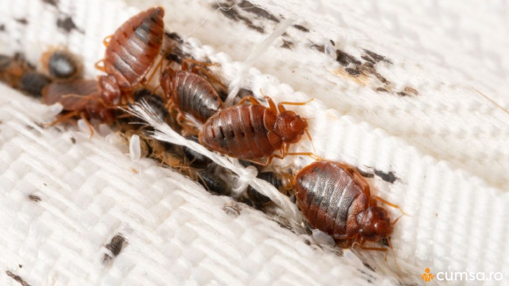 Cum sa speli un asternut infestat cu plosnite