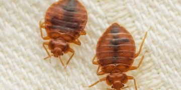 Cum sa speli un asternut infestat cu plosnite si ce pasi sa urmezi