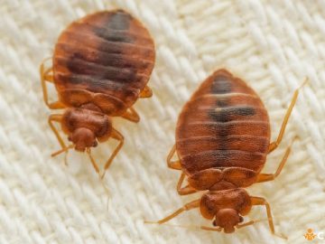 Cum sa speli un asternut infestat cu plosnite si ce pasi sa urmezi