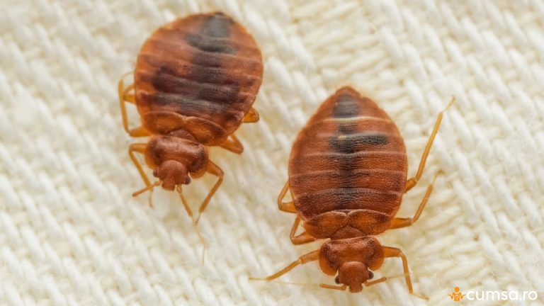 Cum sa speli un asternut infestat cu plosnite si ce pasi sa urmezi