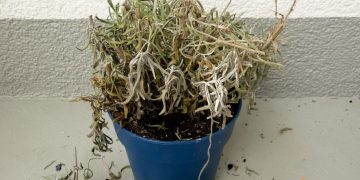 De ce se usuca lavanda. Cum sa ajuti planta sa isi revina